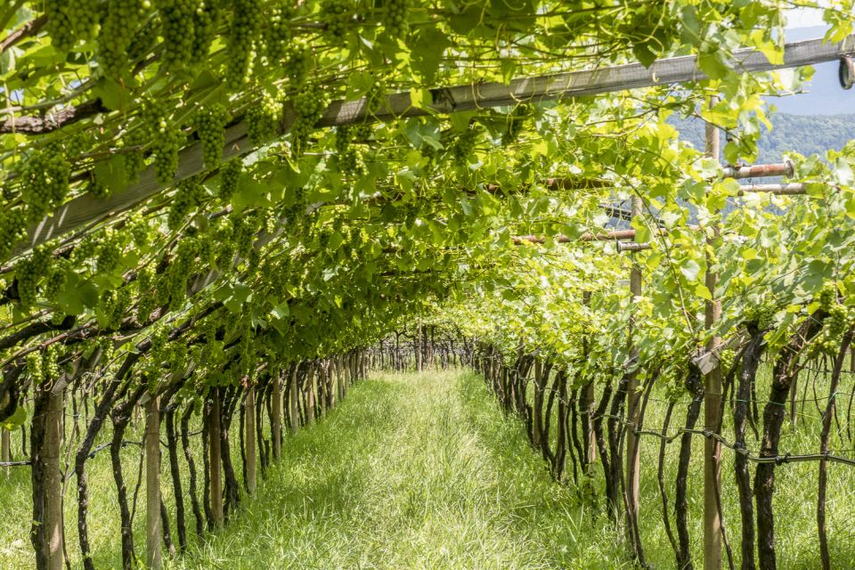 Sonoma Valley: Guided Winery Tour With Picnic Lunch - Picnic Lunch Details