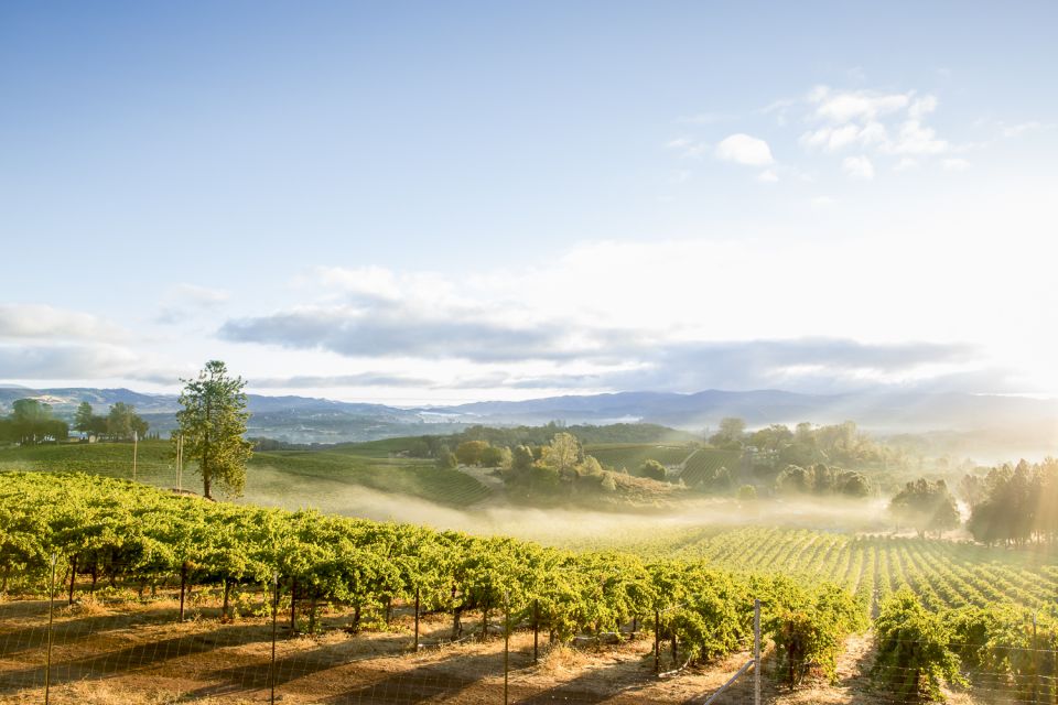 Sonoma Valley: Guided Winery Tour With Picnic Lunch - Winery Visits