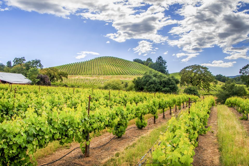 Sonoma Valley: Guided Winery Tour With Picnic Lunch - Panoramic Views