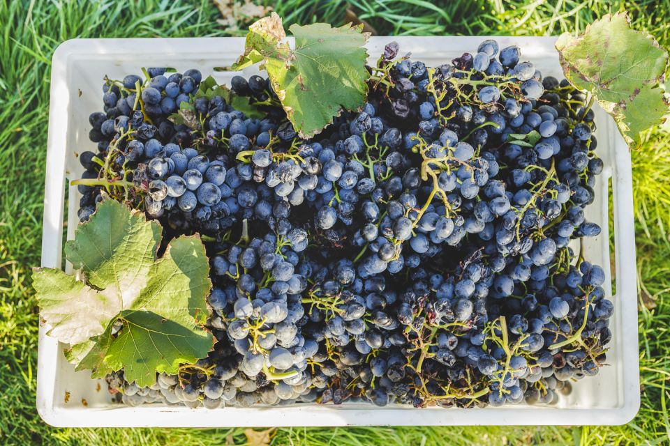 Sonoma Valley: Guided Winery Tour With Picnic Lunch - Important Considerations