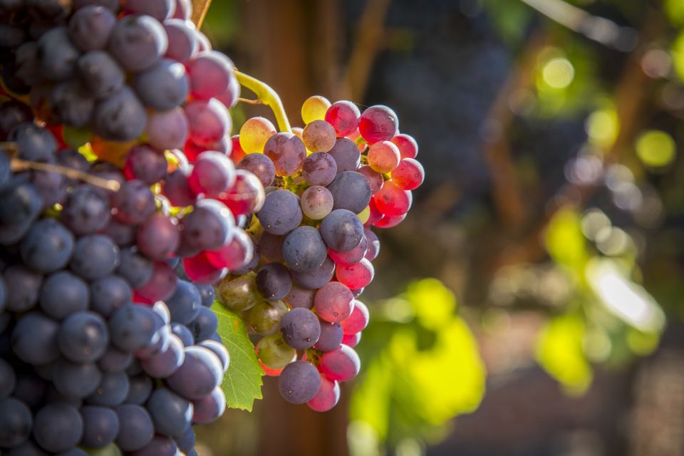 Sonoma Valley: Guided Winery Tour With Picnic Lunch - Cancellation Policy