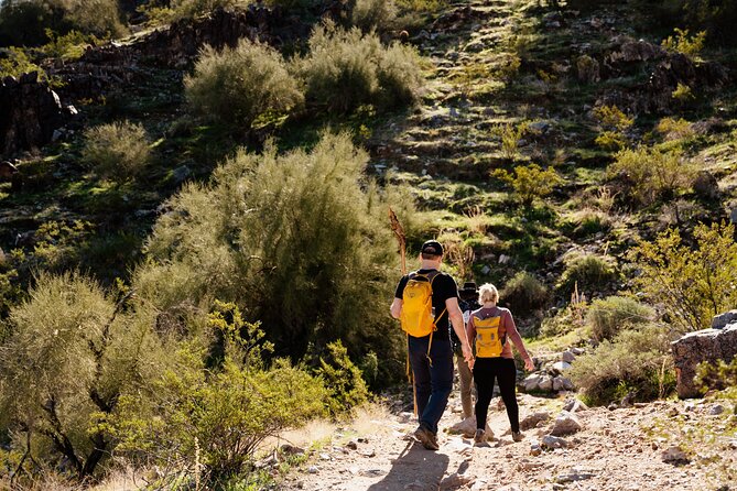Sonoran Desert Solo Half Day Hike at Customizable Pace - Key Safety Considerations