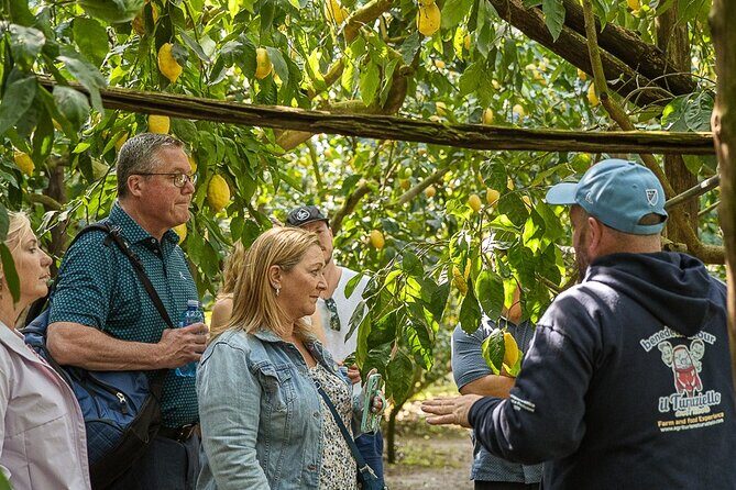 Sorrento Ape Tour, Lemon Garden, Mozzarella Show & Pizza Class - The Sum Up