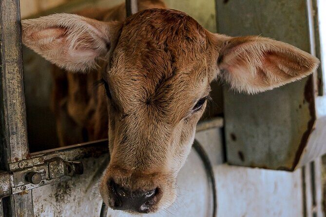 Sorrento Ape Tour, Lemon Garden, Mozzarella Show & Pizza Class - FAQ