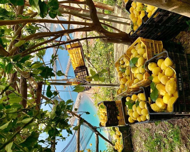 Sorrento Art & Food Taste Tour on Fisherman Village - Booking Options