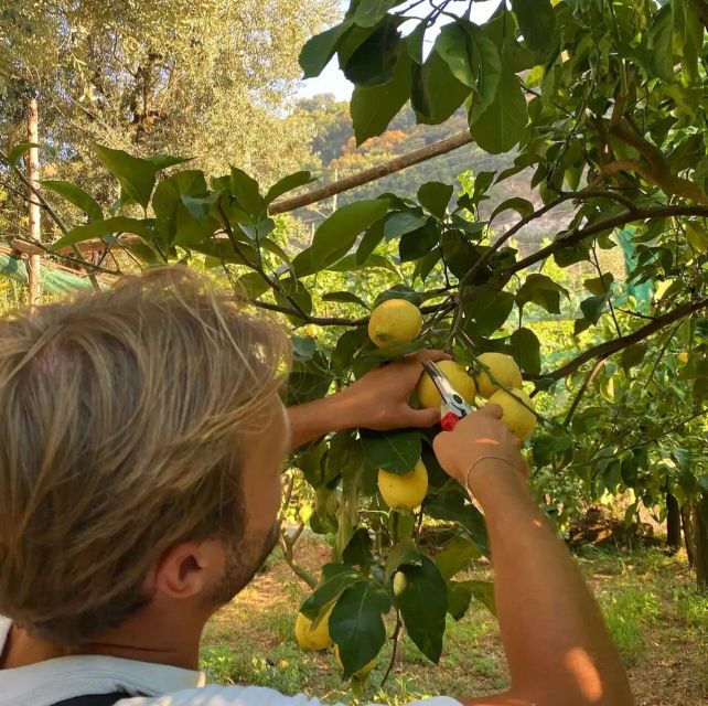 Sorrento: Authentic Lemon Experience in a Farm With Tastings - Key Points