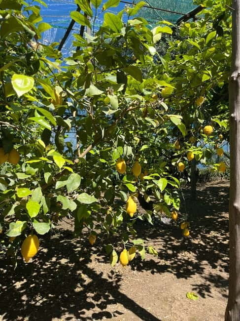 Sorrento: Cooking Class under the Lemon Trees - An Authentic Italian Cooking Experience in the Heart of Sorrento