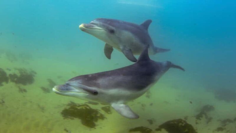 Sorrento: Dolphins & Seals Snorkeling Cruise w/ Lunch - The Itinerary: What You Can Expect