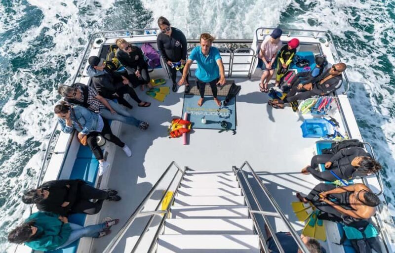 Sorrento: Dolphins & Seals Snorkeling Cruise w/ Lunch - The Sum Up: Who Will Love This Tour?