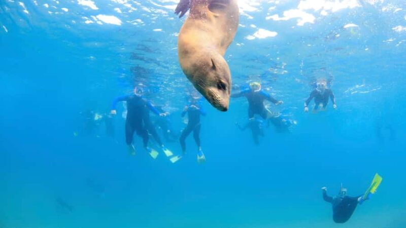 Sorrento: Dolphins & Seals Snorkeling Cruise w/ Lunch - FAQs
