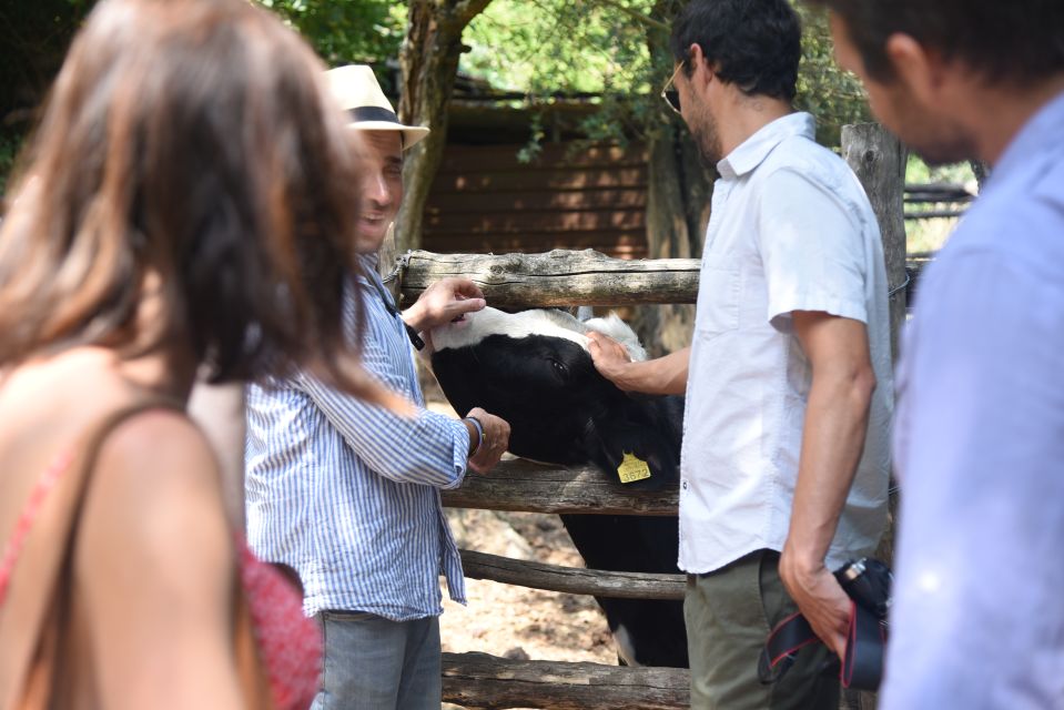 Sorrento: Farm Tour With Cheese Tasting & Pizza Making Class - Mobility Requirements and Recommendations