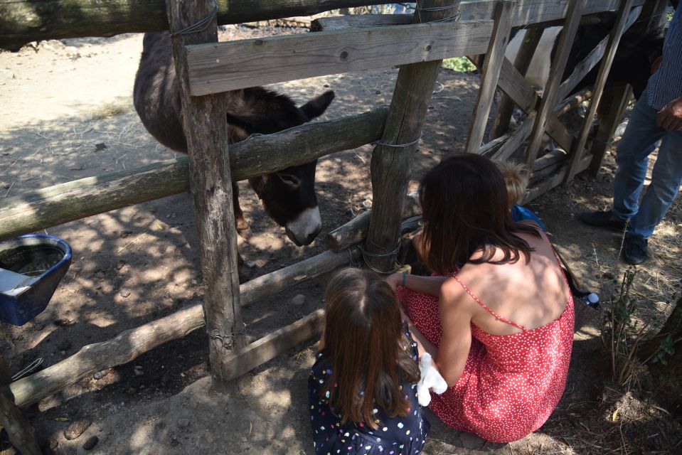 Sorrento: Farm Tour With Cheese Tasting & Pizza Making Class - Frequently Asked Questions
