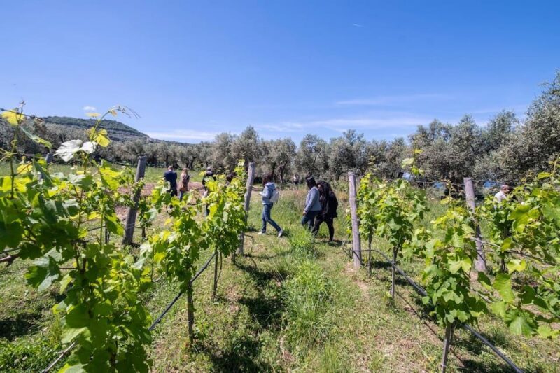 Sorrento: Full Wine Tasting Experience in a Historic Winery - Who Should Consider This Tour?