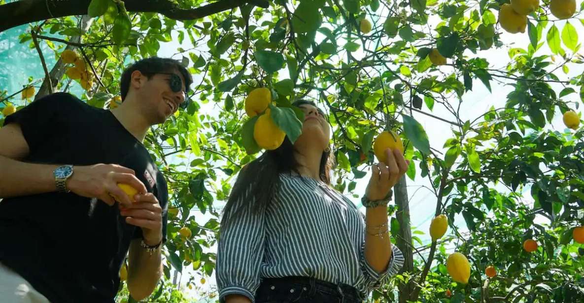 Sorrento: Lemon Experience With Harvesting and Tasting Tour - Activities and Highlights