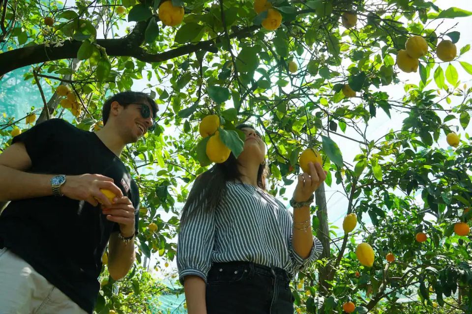 Sorrento: Lemon Experience With Harvesting and Tasting Tour - Booking and Cancellation Policy