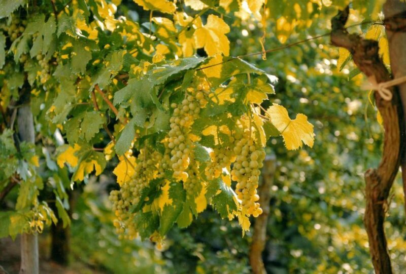 Sorrento: Lemon, Olive Oil and Wine Tasting Tour with Lunch - Key Points