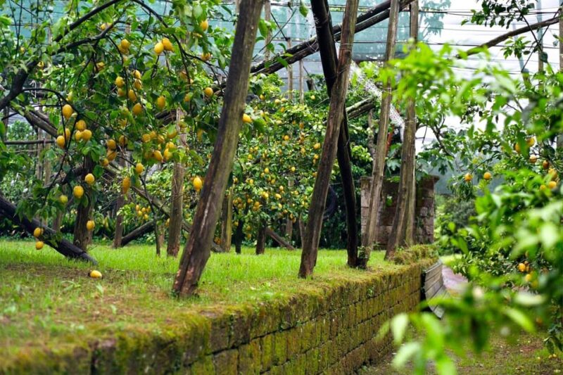 Sorrento: Lemon Picking Adventure - Savoring the Taste of Limoncello