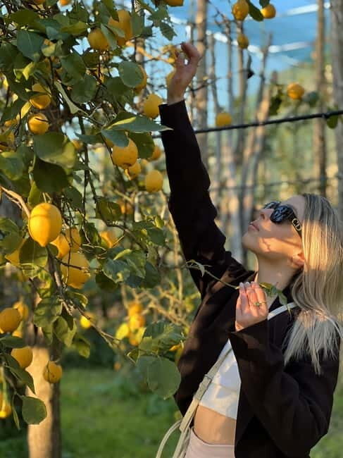 Sorrento: Lemon Picking & Tasting Tour - Key Points