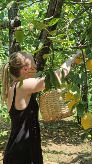 Sorrento: Lemon Picking & Tasting Tour - An Authentic Taste of Sorrento’s Citrus Heritage