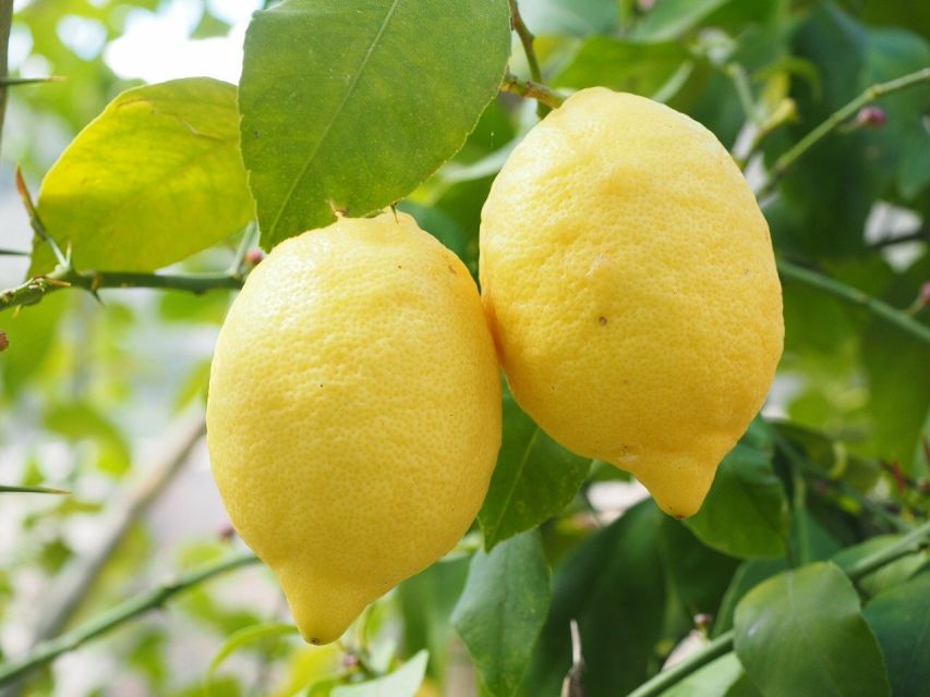 Sorrento: Oil, Cheese, and Lemon Tour - Recommendations for Tour Goers