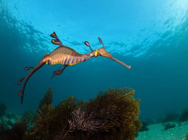 Sorrento: Seal and Sea Dragons 2-Hour Snorkel Experience - Final Thoughts