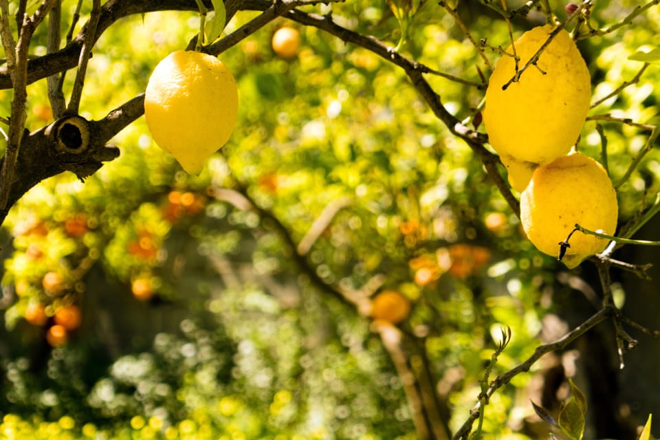 SORRENTO: Sunset Limoncello Making After-Dinner Experience - Transportation and Meeting Point