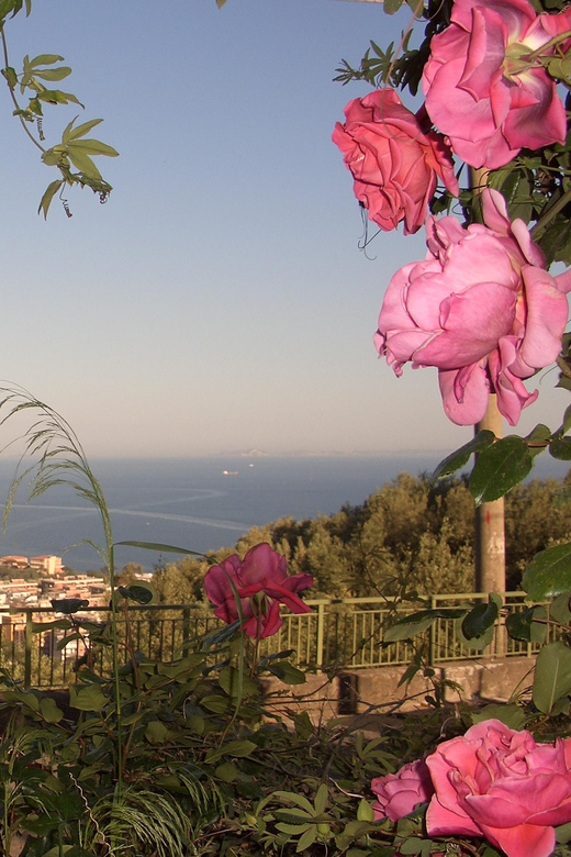 Sorrento: Walking Tour in Lemon Garden W/ Food Tasting - Customer Reviews