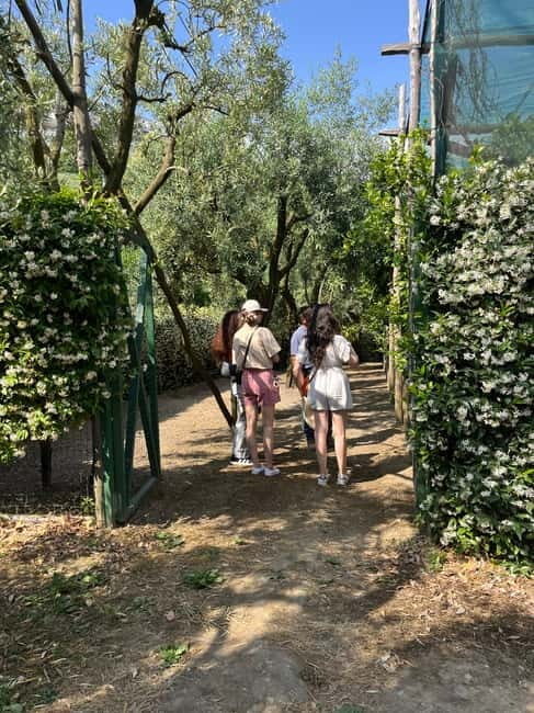 Sorrento:Garden tour of Lemons and Oranges tree - Sorrento: Garden Tour of Lemons and Oranges Trees