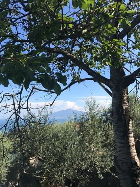 Sorrento:Garden tour of Lemons and Oranges tree - Key Points