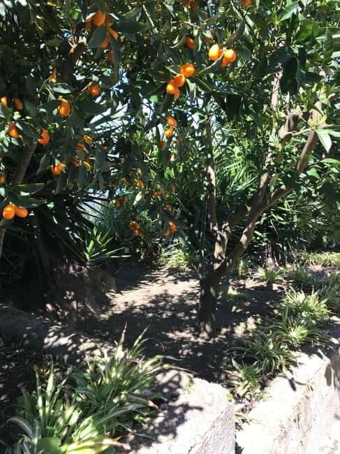 Sorrento:Garden tour of Lemons and Oranges tree - The Value of This Tour