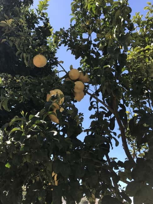 Sorrento:Garden tour of Lemons and Oranges tree - FAQ