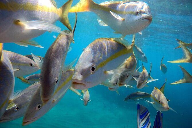 Sosua beach excursion with snorkeling included to Sosua Bay - Key Points