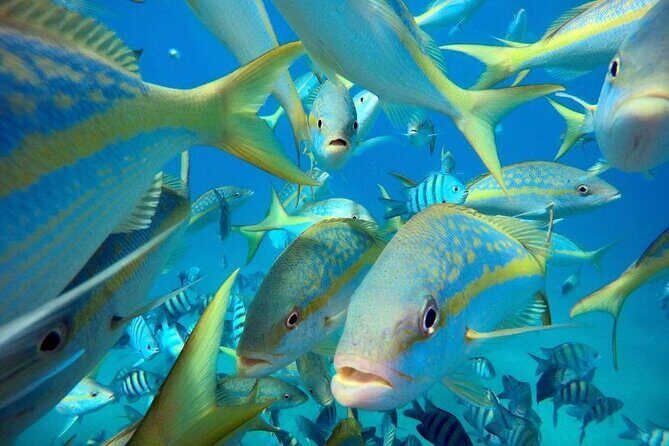 Sosua beach excursion with snorkeling included to Sosua Bay - An Authentic Caribbean Beach and Underwater Experience