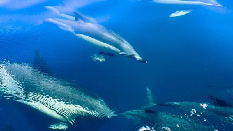 Sotogrande: Dolphin Watching Experience With Expert Crew - Optimal Dolphin Viewing Conditions