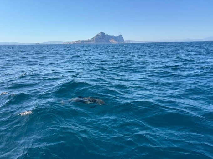 Sotogrande: Dolphin Watching Experience With Expert Crew - Important Considerations and Restrictions