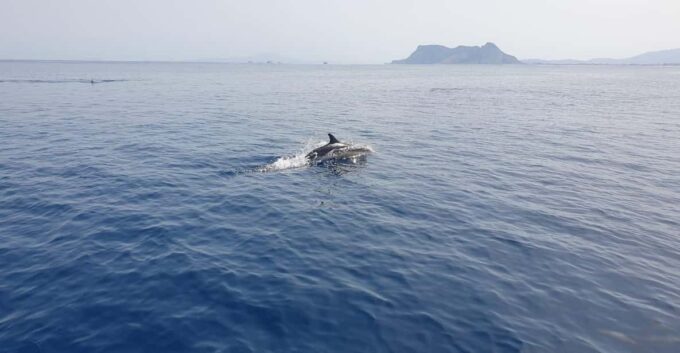 Sotogrande: Dolphin Watching Experience With Expert Crew - Frequently Asked Questions