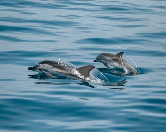 Sotogrande: Private Sailing Tour + Drink (For Groups) - Paddle SUP Offering