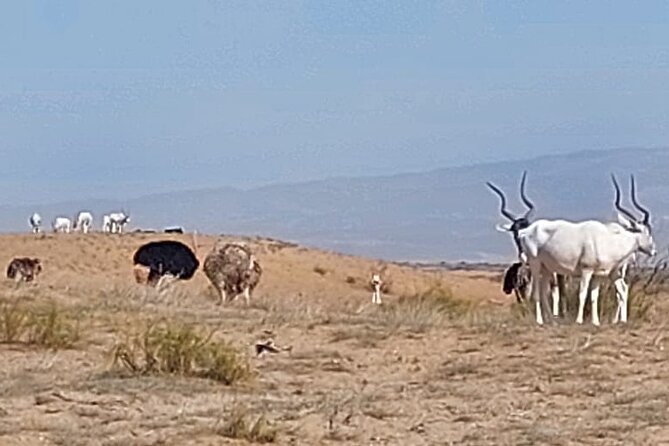 Souss Massa National Park Half Day Trip From Agadir - Discovering Massa Valley and Sidi Rbat