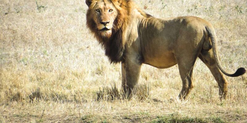 South Africa: 8-Day Womens Safari in Greater Kruger - Safari Activities and Experiences