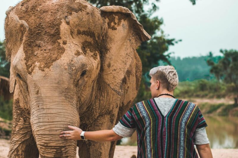 South Africa from Joburg: Elephant Sanctuary Half Day Tour - An Introduction to the Elephant Sanctuary Half-Day Tour