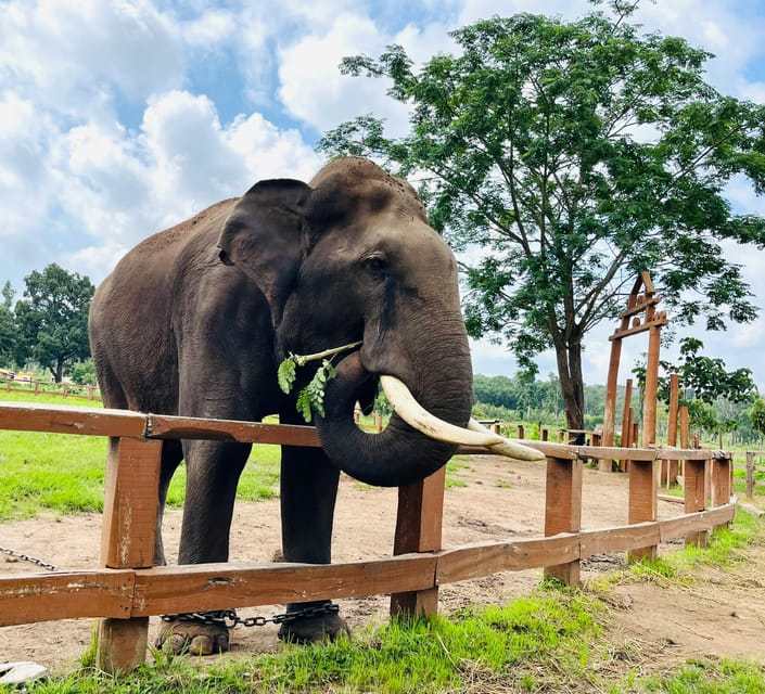 South Africa from Joburg: Elephant Sanctuary Half Day Tour - What to Expect During the Tour
