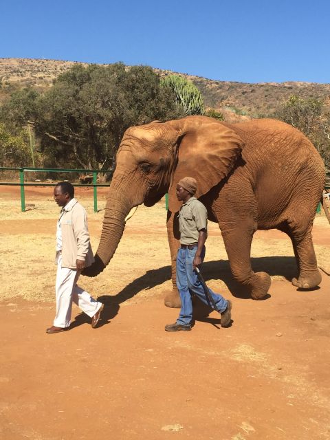 South Africa from Joburg: Elephant Sanctuary Half Day Tour - The Cost and the Value