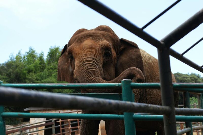 South Africa From Joburg: Elephant Sanctuary Half Day Tour - Good To Know
