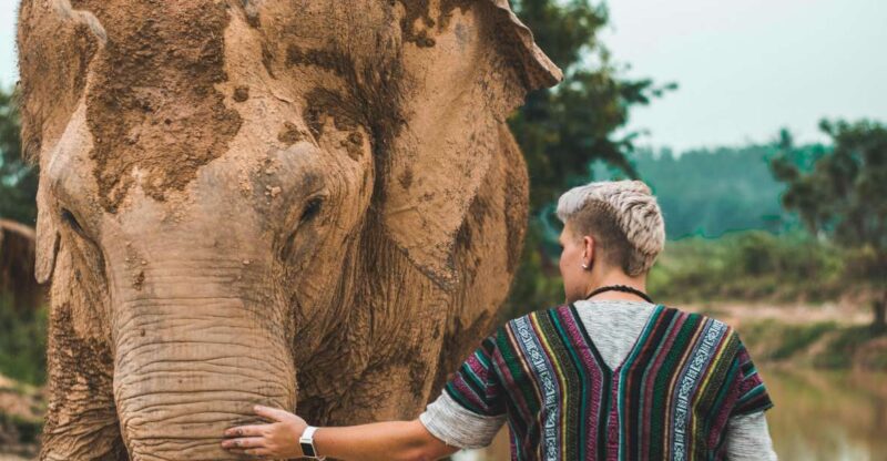 South Africa From Joburg: Elephant Sanctuary Half Day Tour - Highlights and Interaction