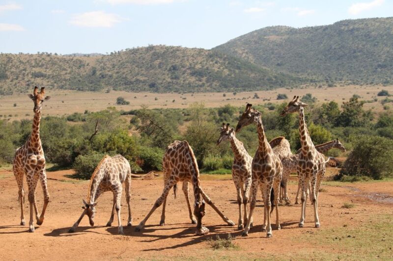 South Africa Joburg: Pilanesberg National Park Day Tour - Good To Know