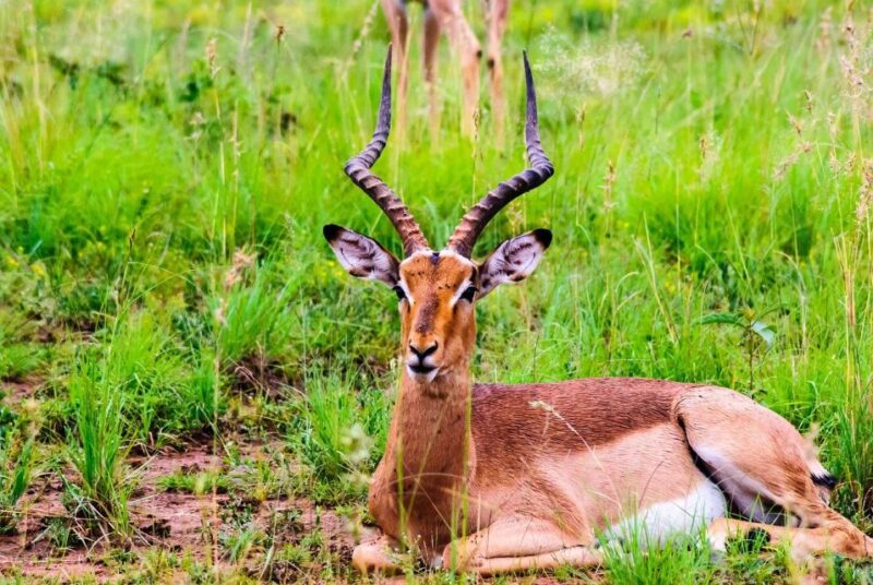 South Africa Joburg: Pilanesberg National Park Day Tour - Wildlife Experience