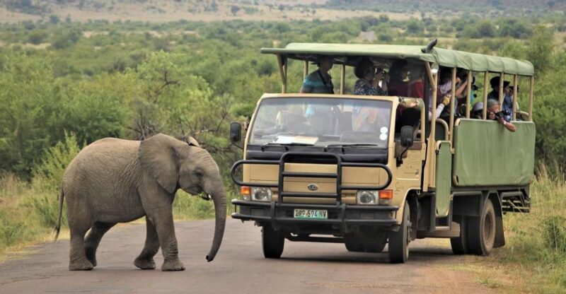 South Africa Joburg: Pilanesberg National Park Day Tour - Itinerary and Transportation