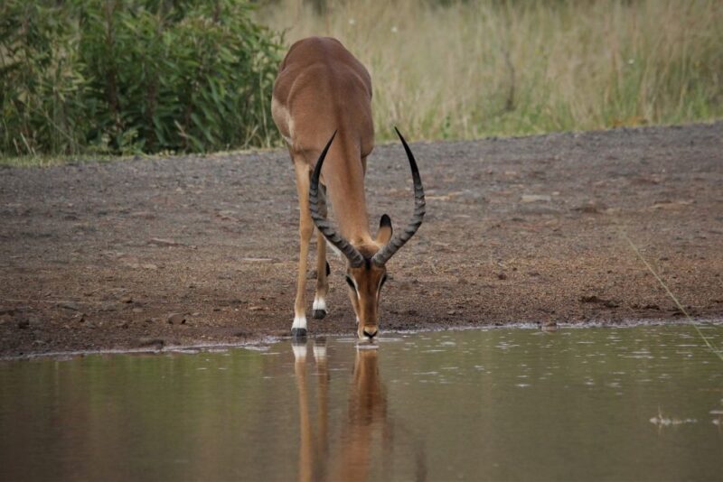 South Africa Joburg: Pilanesberg National Park Day Tour - Booking Information
