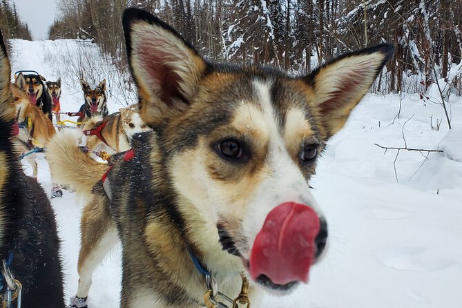 South Anchorage Turnagain Pass Spring Dog Sledding - Clothing Recommendations