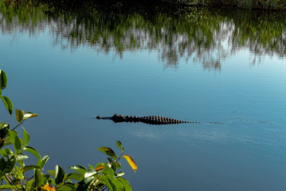 South Beach: Everglades Wildlife Airboat Tour - Airboat Tour Highlights